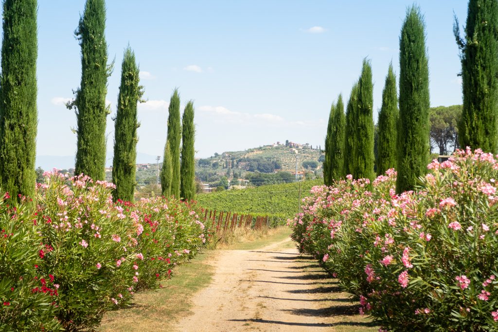 Cipressen Toscane